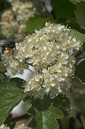 Blossoms of Common Whitebeam (Sorbus aria)