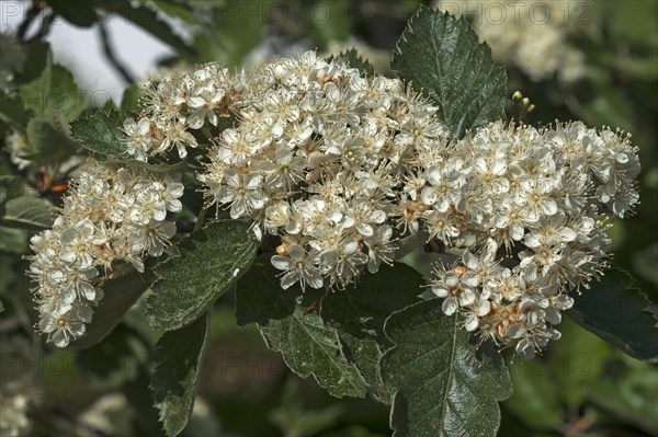 Blossoms of Common Whitebeam (Sorbus aria)