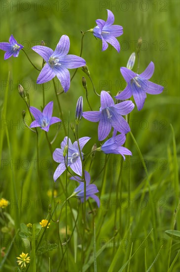 Spreading bellflower (Campanula patula)