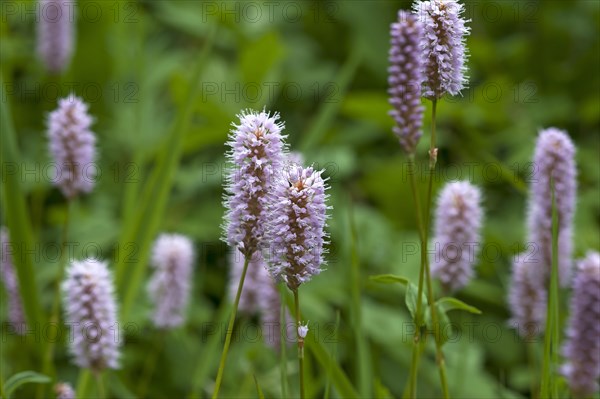 Bistort or European bistort (European Bistorta officinalis) flowers