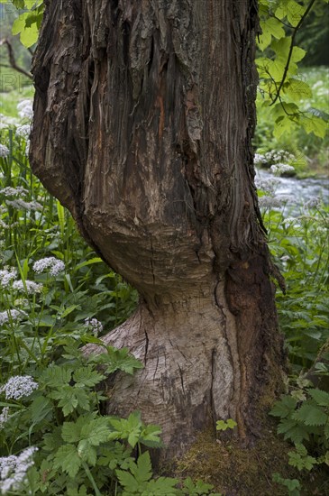 Beaver damage