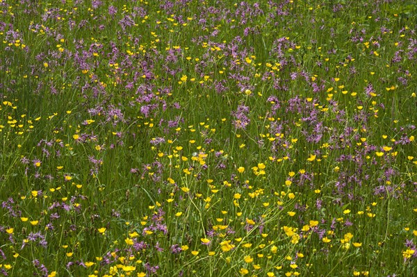 Flowering meadow with Ragged Robins (Lychnis flos-cuculi) and Meadow Buttercups (Ranunculus acris)