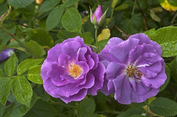 Rose (Rosa sp.) flowers and bud with water droplets