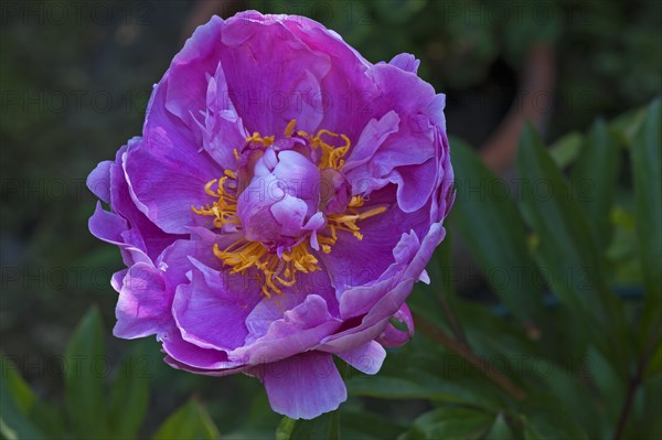Peony flower (Paeonia sp.)