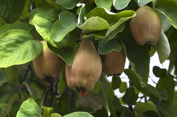 Quinces (Cydonia oblonga) on a tree