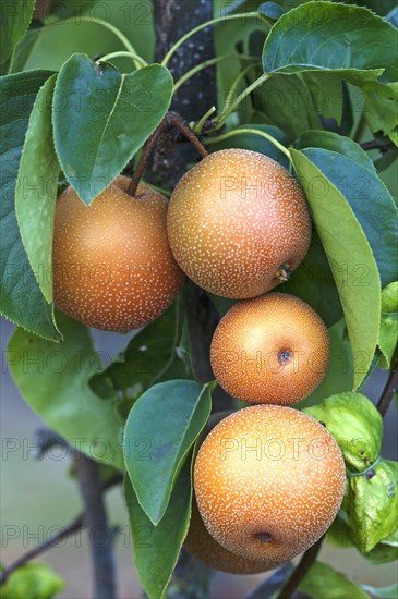Asian pear (Pyrus pyrifolia)