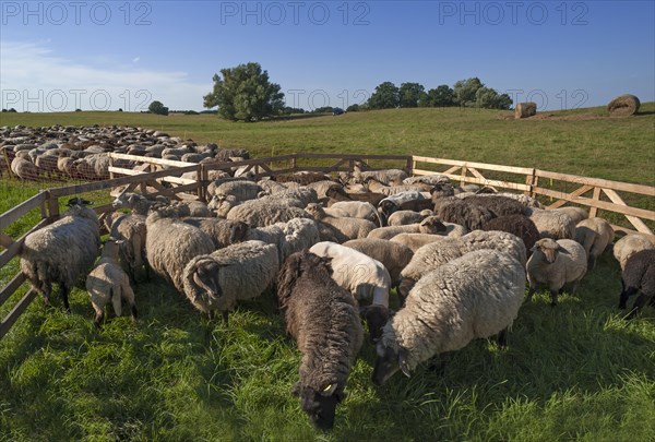 Sheep crammed together