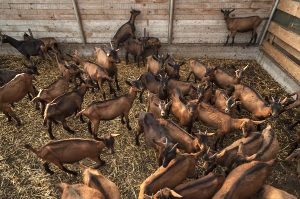 Young goats in a stable