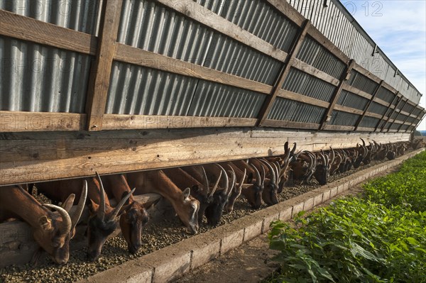 Dairy goats eating
