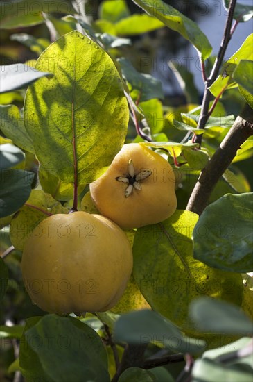 Ripe quinces (Cydonia oblonga) on tree