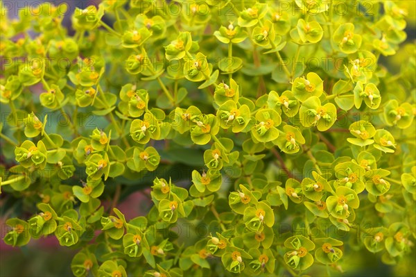 Euphorbia seguieriana (Euphorbia seguieriana)