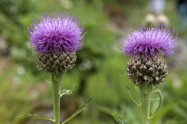 Greater Knapweed (Centaurea scabiosa)