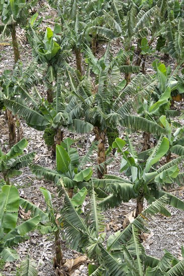 Banana plantation