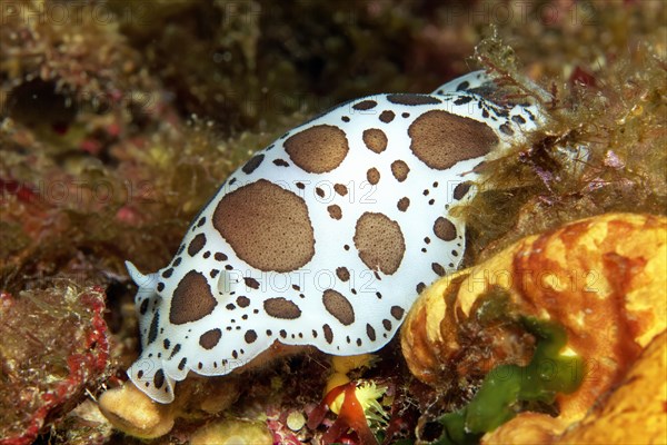 Spotted Seaslug (Peltodoris astromaculata