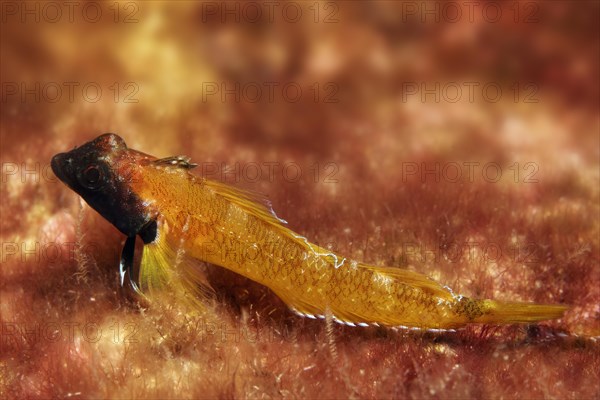 Red-black Triplefin (Trypterygion trypteronotus)