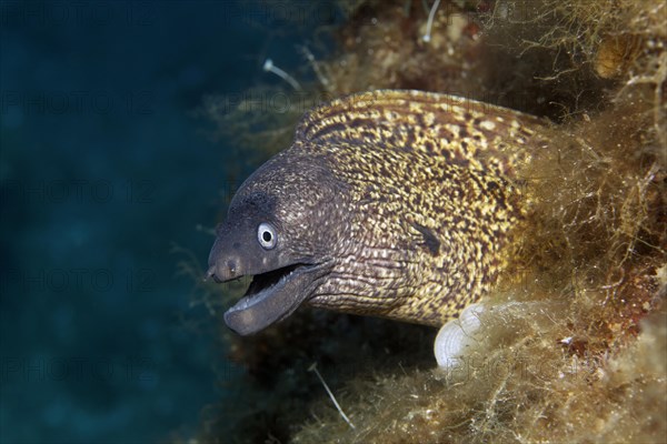 Mediterranean moray (Muraena helena)