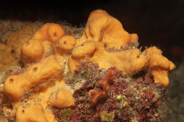 Oranger Demosponge (Agelas oroides)