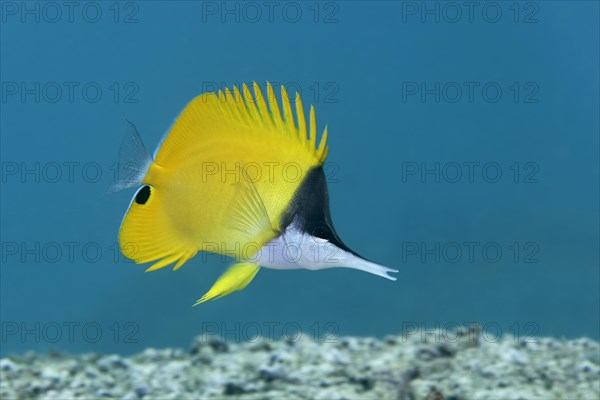 Yellow longnose butterflyfish (Forcipiger flavissimus) Saparua