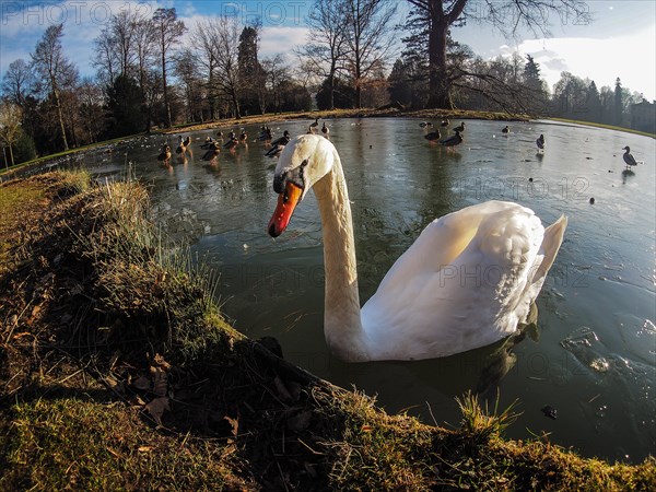 Mute Swan (Cygnus olor) in a frozen pond