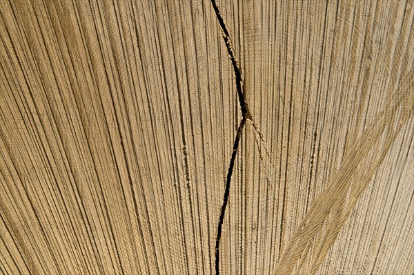 Cut open tree trunk