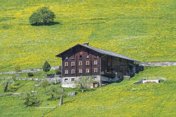 Farmhouse and spring meadow