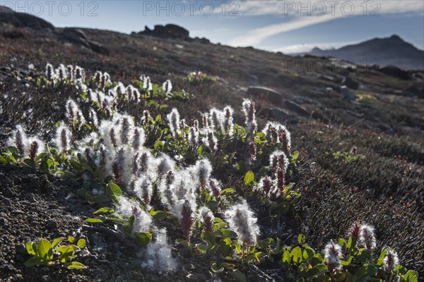 Arctic Willow (Salix arctica)
