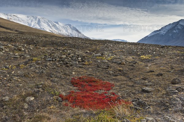 Autumn colored alpine or mountain bearberry (Arctostaphylos alpinus)
