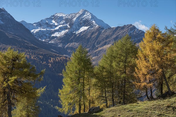European larches (Larix decidua)