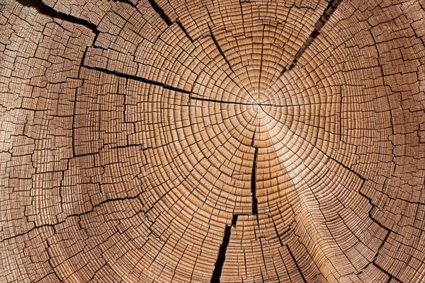 Cross section of tree trunk with annual rings