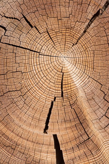 Cross section of tree trunk with annual rings