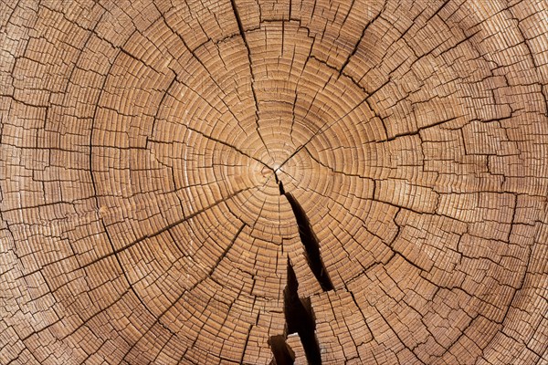 Cross section of tree trunk with annual rings
