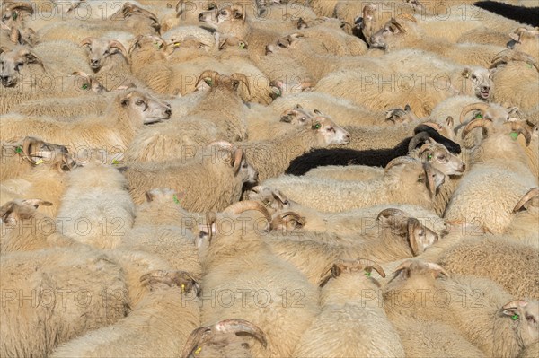 Sheep (Ovis aries) stand densely packed in a pen