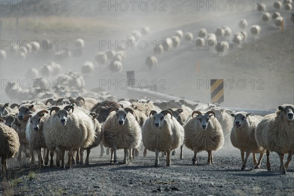 Domestic sheep (Ovis aries)