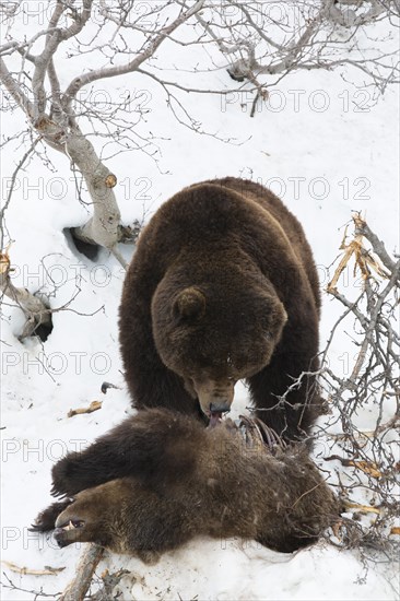 Brown bear (Ursus arctos) eating