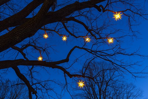 Stars shining on bare tree