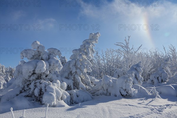 Spruces with snow