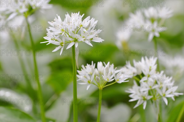 Wild garlic (Allium ursinum) flowers
