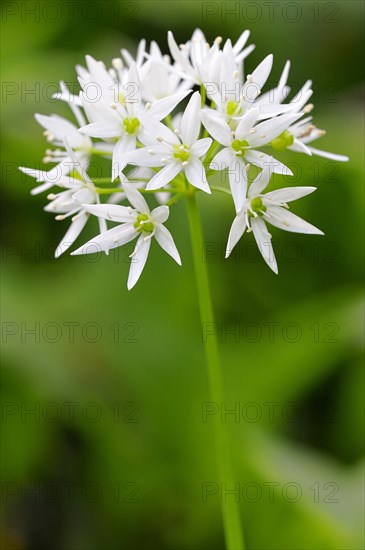 Wild garlic (Allium ursinum) flower