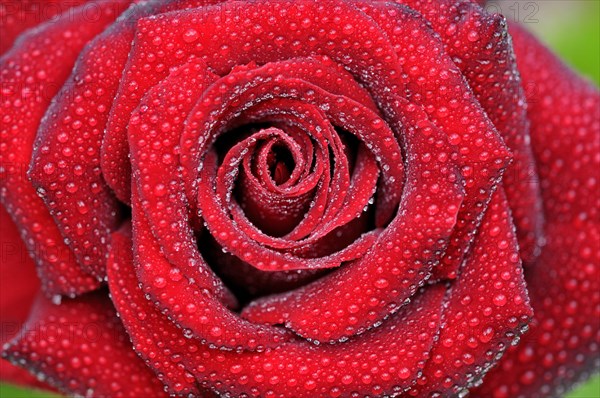 Red rose with raindrops