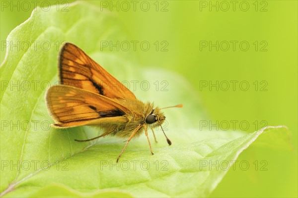 Large skipper (Ochlodes sylvanus) sitting on leaf