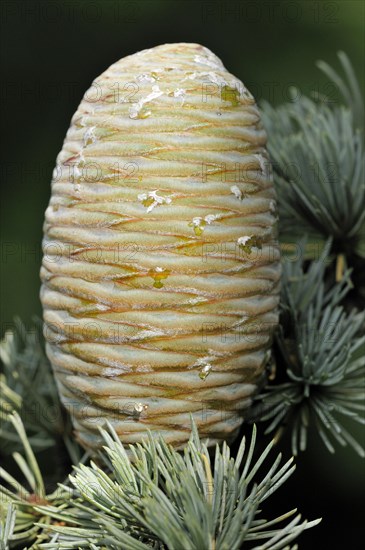 Blue Atlas cedar (Cedrus atlantica cv. glauca)