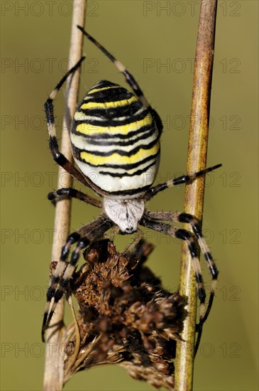 Wasp Spider (Argiope bruennichi)