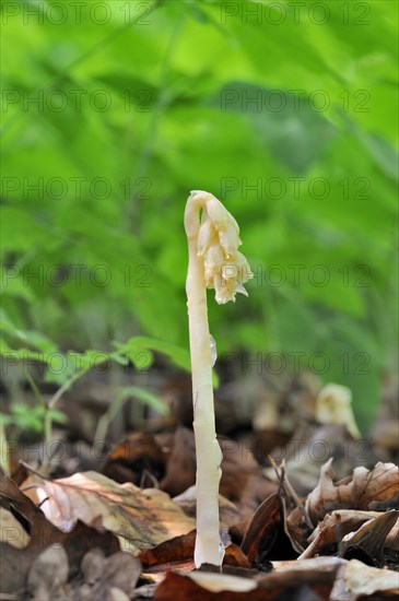 Dutchman's Pipe (Monotropa hypopitys)
