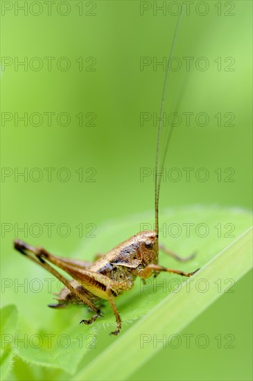 Dark Bush-cricket (Pholidoptera griseoaptera)
