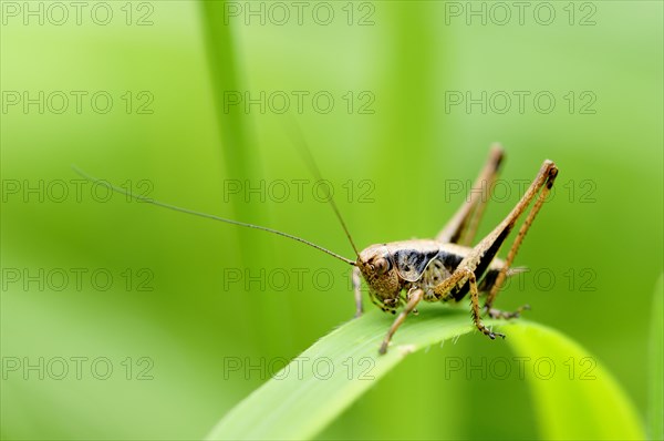 Dark Bush-cricket (Pholidoptera griseoaptera)