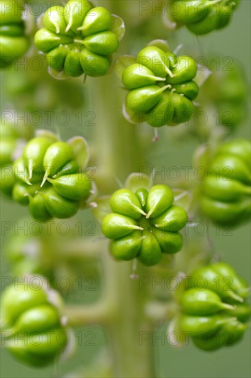 Indian Poke (Phytolacca acinosa)