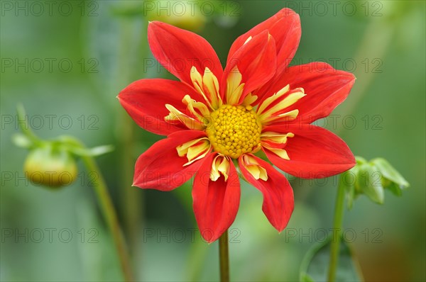 Ruffs Dahlia (Dahlia)