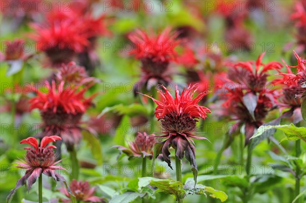 Bee balm (Monarda didyma)