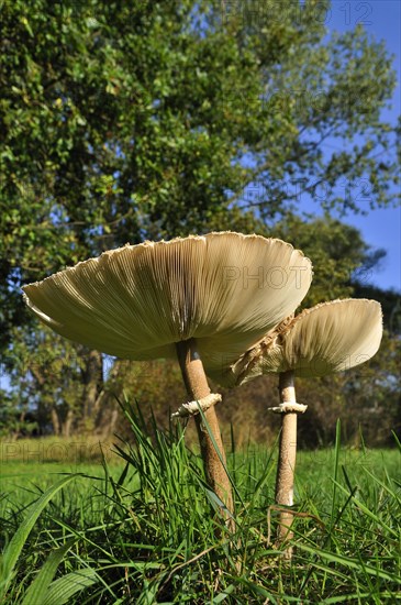 Parasol mushroom (Macrolepiota procera)