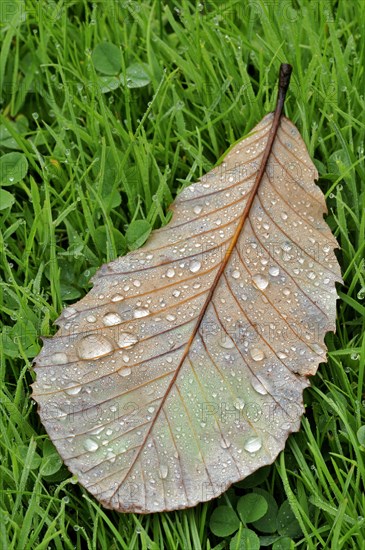 Pontine or Armenian oak (Quercus pontica)